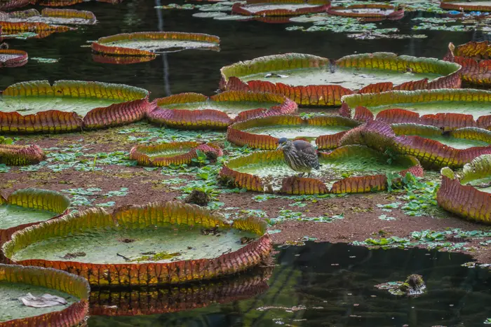 Lily Pads